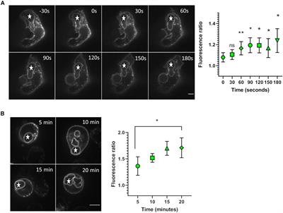 Membrane Dynamics and Organization of the Phagocyte NADPH Oxidase in PLB-985 Cells